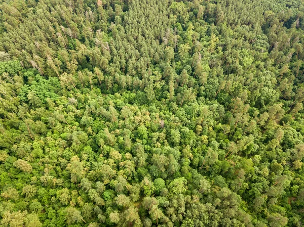 Floresta Conífera Verde Verão Vista Aérea Drones — Fotografia de Stock