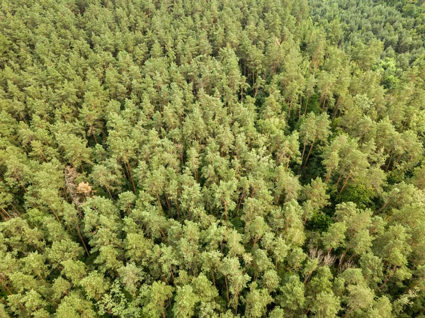 Зеленый Хвойный Лес Летом Воздушный Беспилотник — стоковое фото