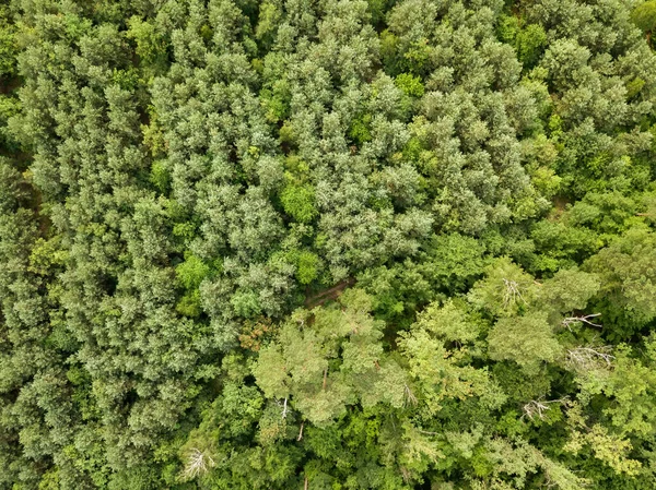 Floresta Conífera Verde Verão Vista Aérea Drones — Fotografia de Stock