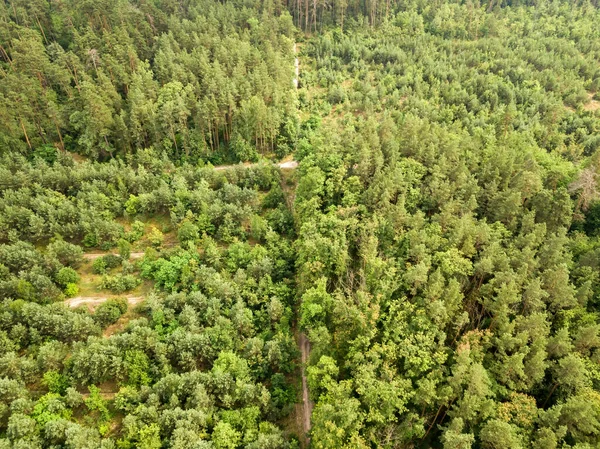 Zöld Tűlevelű Erdő Nyáron Légi Drónra Néző — Stock Fotó