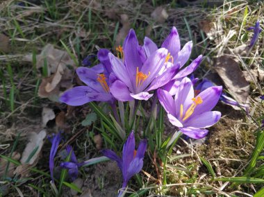 Doğal arka planda mor kır çiçeği.