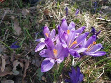 Doğal arka planda mor kır çiçeği.