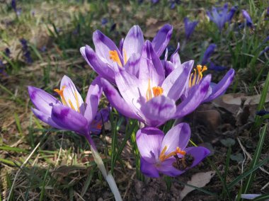 Doğal arka planda mor kır çiçeği.