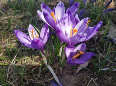 Doğal arka planda mor kır çiçeği.