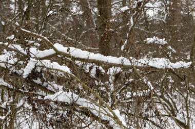 Ormandaki ağaç dalları üzerinde kar.