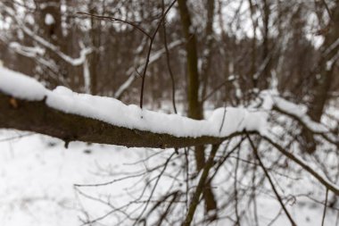 Ormandaki ağaç dalları üzerinde kar.