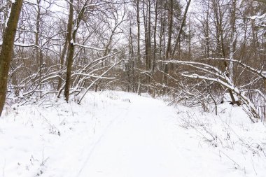 Ormanda karla kaplı ağaçlar.