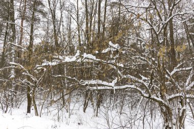 Ormandaki ağaç dalları üzerinde kar.