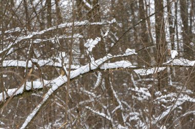 Ormandaki ağaç dalları üzerinde kar.