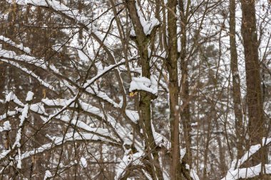 Ormandaki ağaç dalları üzerinde kar.