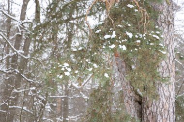 Ormanda çam iğneleri üzerinde kar.