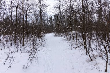Ormanda karla kaplı ağaçlar.