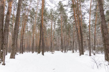 Ormanda karla kaplı ağaçlar.