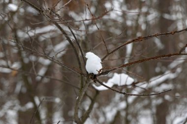 Ormandaki ağaç dalları üzerinde kar.