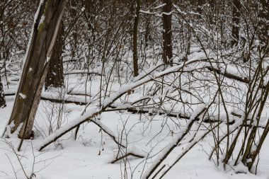 Ormandaki ağaç dalları üzerinde kar.