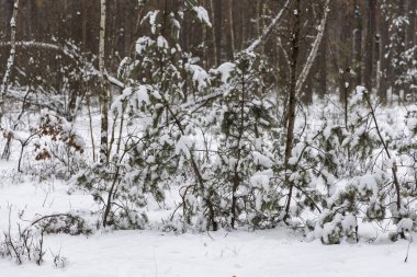 Ormandaki ağaç dalları üzerinde kar.