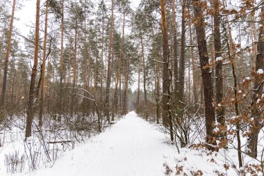 Ormanda karla kaplı ağaçlar.