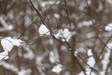 Ormandaki ağaç dalları üzerinde kar.