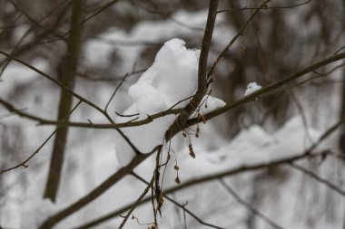 Ormandaki ağaç dalları üzerinde kar.