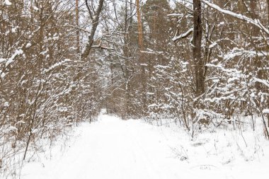 Ormanda karla kaplı ağaçlar.