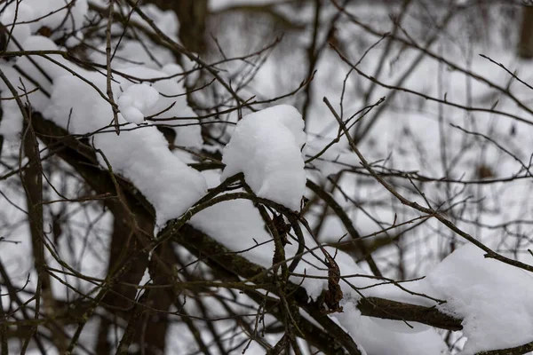 Ormandaki ağaç dalları üzerinde kar.