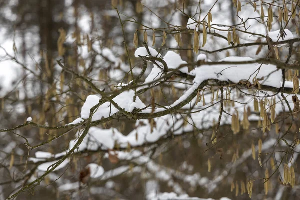 雪在森林里的树枝上 — 图库照片