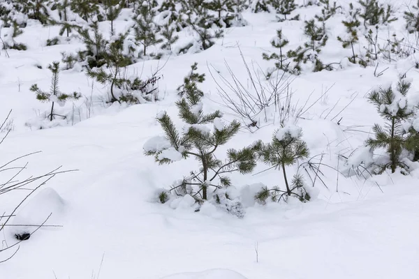Schnee Auf Tannennadeln Wald — Stockfoto