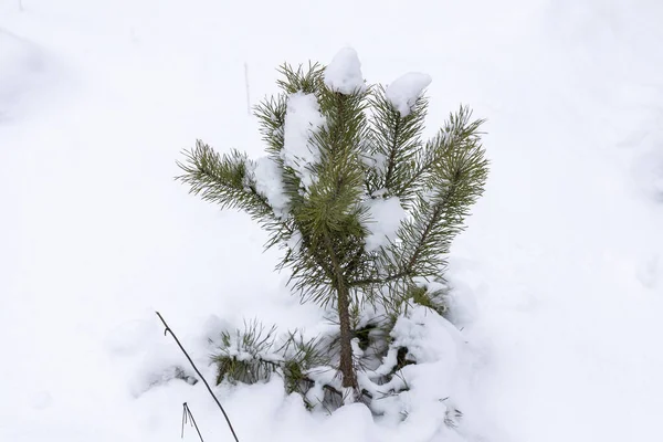 Sneeuw Dennennaalden Het Bos — Stockfoto