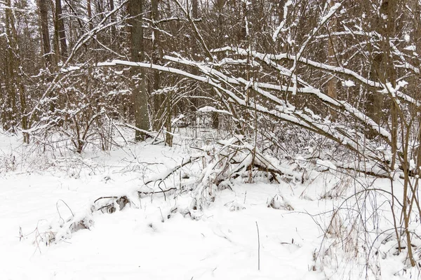 Schnee Auf Ästen Wald — Stockfoto