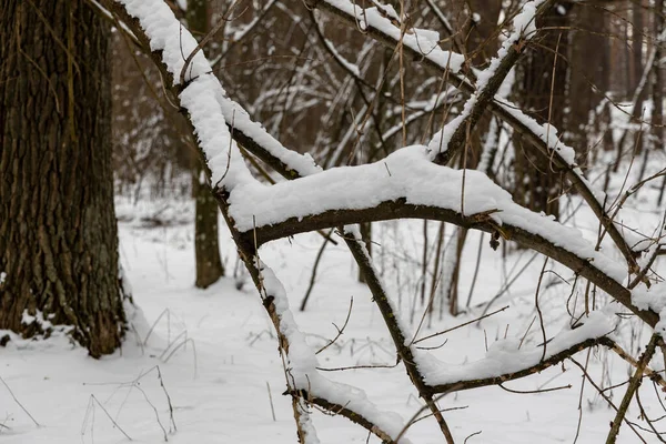 Schnee Auf Ästen Wald — Stockfoto