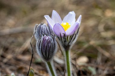 İlkbaharda, ormanda, doğal bir arka planda Crocus çiçeği. Yakın çekim görünümü.