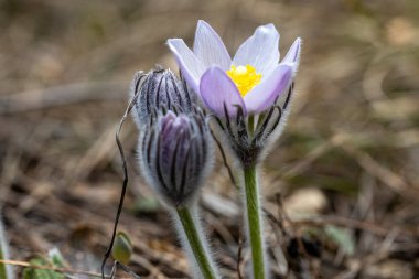 İlkbaharda, ormanda, doğal bir arka planda Crocus çiçeği. Yakın çekim görünümü.