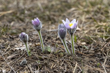 İlkbaharda, ormanda, doğal bir arka planda Crocus çiçeği. Yakın çekim görünümü.