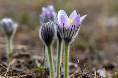 İlkbaharda, ormanda, doğal bir arka planda Crocus çiçeği. Yakın çekim görünümü.
