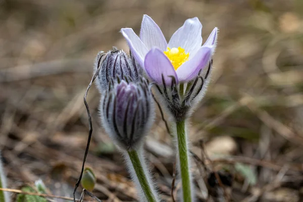 Krokus Kwiat Wiosnę Lesie Naturalnym Tle Widok Bliska — Zdjęcie stockowe
