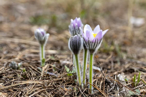 İlkbaharda, ormanda, doğal bir arka planda Crocus çiçeği. Yakın çekim görünümü.