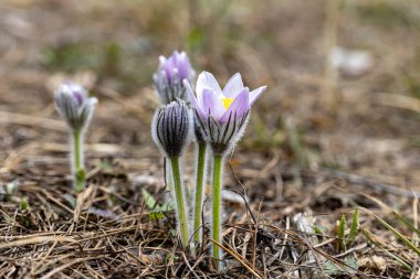 İlkbaharda, ormanda, doğal bir arka planda Crocus çiçeği. Yakın çekim görünümü.