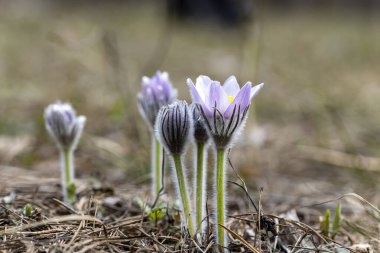 İlkbaharda, ormanda, doğal bir arka planda Crocus çiçeği. Yakın çekim görünümü.