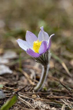 İlkbaharda, ormanda, doğal bir arka planda Crocus çiçeği. Yakın çekim görünümü.