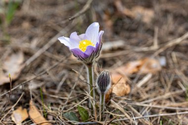 İlkbaharda, ormanda, doğal bir arka planda Crocus çiçeği. Yakın çekim görünümü.