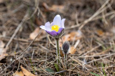 İlkbaharda, ormanda, doğal bir arka planda Crocus çiçeği. Yakın çekim görünümü.