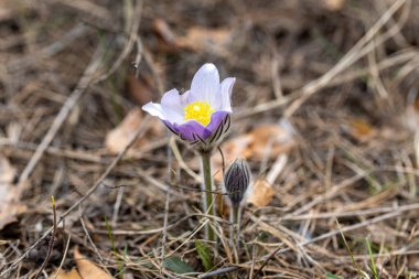 İlkbaharda, ormanda, doğal bir arka planda Crocus çiçeği. Yakın çekim görünümü.