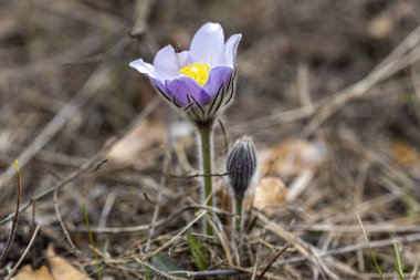İlkbaharda, ormanda, doğal bir arka planda Crocus çiçeği. Yakın çekim görünümü.