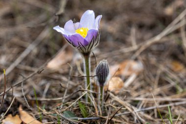 İlkbaharda, ormanda, doğal bir arka planda Crocus çiçeği. Yakın çekim görünümü.