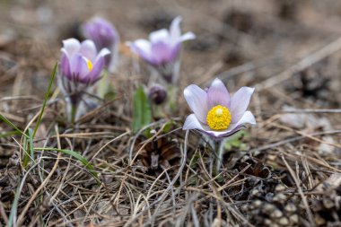 İlkbaharda, ormanda, doğal bir arka planda Crocus çiçeği. Yakın çekim görünümü.