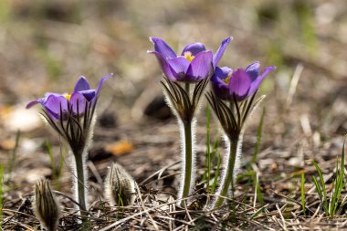 İlkbaharda, ormanda, doğal bir arka planda Crocus çiçeği. Yakın çekim görünümü.
