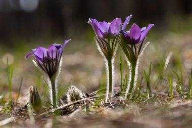İlkbaharda, ormanda, doğal bir arka planda Crocus çiçeği. Yakın çekim görünümü.