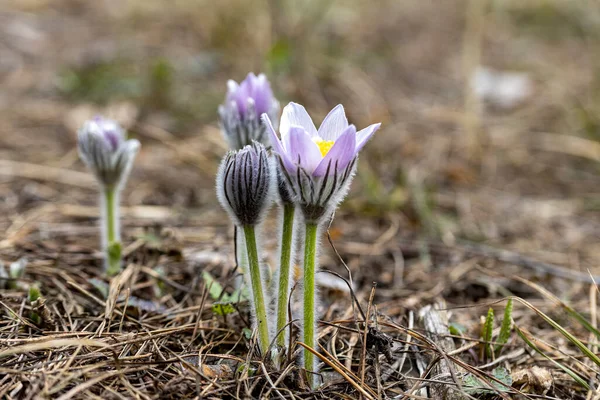 İlkbaharda, ormanda, doğal bir arka planda Crocus çiçeği. Yakın çekim görünümü.