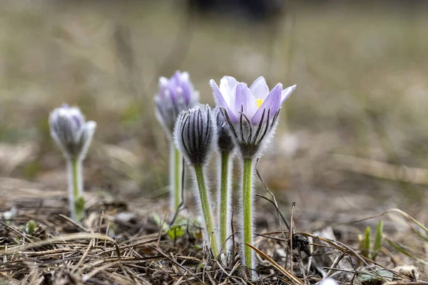 İlkbaharda, ormanda, doğal bir arka planda Crocus çiçeği. Yakın çekim görünümü.