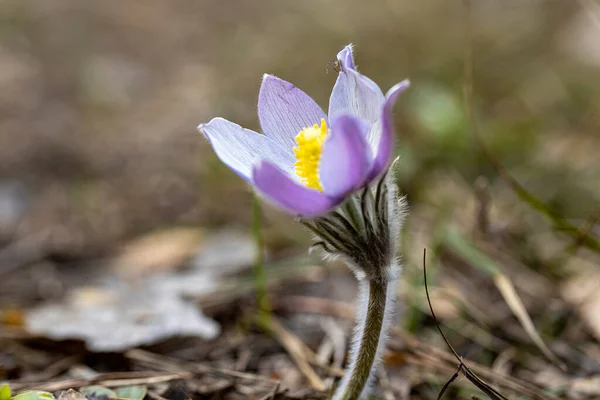 Krokus Kwiat Wiosnę Lesie Naturalnym Tle Widok Bliska — Zdjęcie stockowe